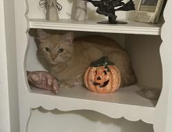 Lost Female Cat last seen Huntington Dr. and Fremont , Alhambra, CA 91801