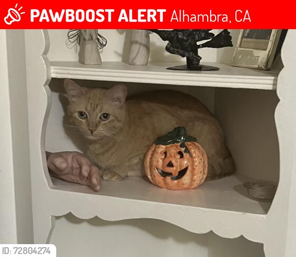 Lost Female Cat last seen Huntington Dr. and Fremont , Alhambra, CA 91801