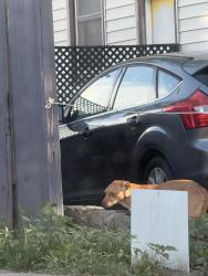 Found/Stray Unknown Dog last seen N Coolidge & W McKee (riverside area), Wichita, KS 67203