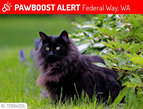 Lost Male Cat last seen 336th and 13 th pl se, Federal Way, WA 98003