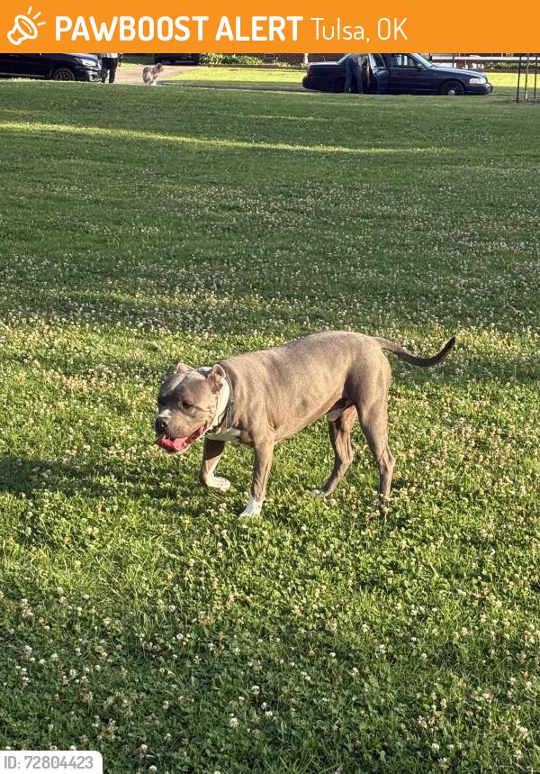 Found/Stray Male Dog last seen Darlington Park, Tulsa, OK 74114
