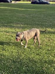 Found/Stray Male Dog last seen Darlington Park, Tulsa, OK 74114
