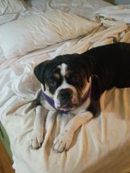 Lost Female Dog last seen Sunrise 🌅 hosp , Corpus Christi, TX 78401