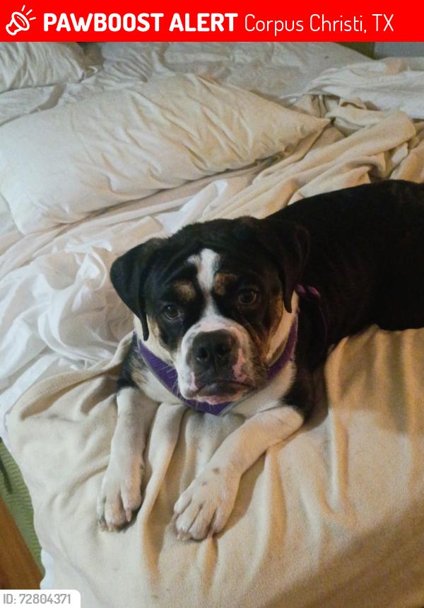 Lost Female Dog last seen Sunrise 🌅 hosp , Corpus Christi, TX 78401