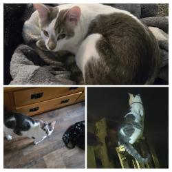Lost Male Cat last seen Wolf Cemetery, Cemetery Hill, Dilliner PA, Dilliner, PA 15327