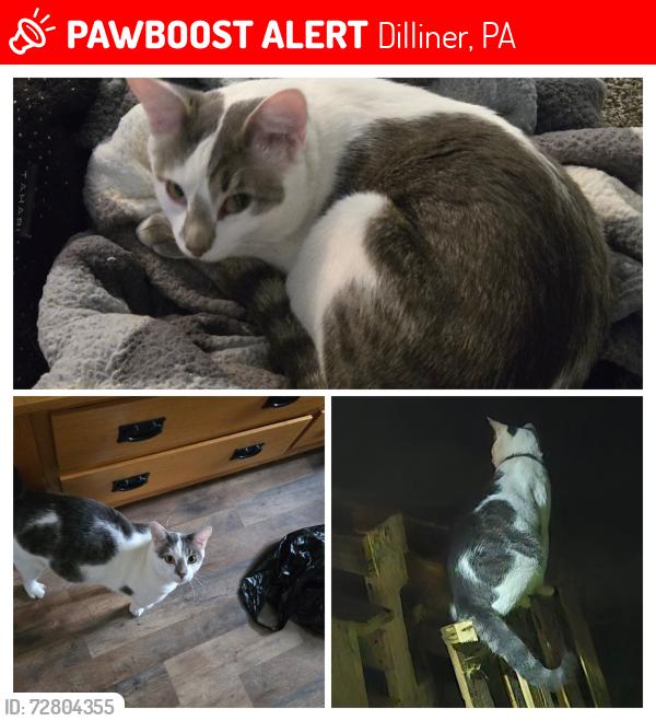Lost Male Cat last seen Wolf Cemetery, Cemetery Hill, Dilliner PA, Dilliner, PA 15327