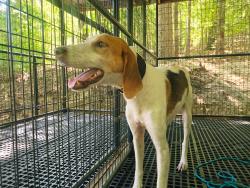 Found/Stray Male Dog last seen Docs Rd Lillington NC, Harnett County, NC 28390