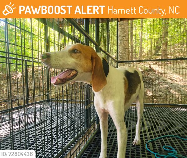 Found/Stray Male Dog last seen Docs Rd Lillington NC, Harnett County, NC 28390