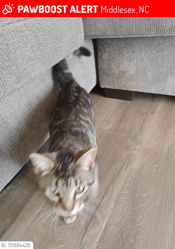 Lost Female Cat last seen Near Buck Rd , Middlesex, NC 27557