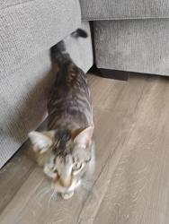 Lost Female Cat last seen Near Buck Rd , Middlesex, NC 27557