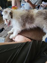 Found/Stray Male Dog last seen Dobson and Broadway holiday village  mhp, Mesa, AZ 85202