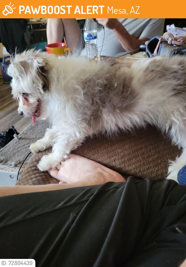 Found/Stray Male Dog last seen Dobson and Broadway holiday village  mhp, Mesa, AZ 85202