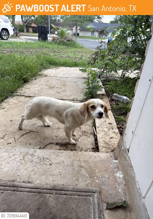 Found/Stray Unknown Dog last seen O’Connor rd, San Antonio, TX 78233