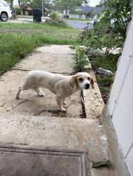 Found/Stray Unknown Dog last seen O’Connor rd, San Antonio, TX 78233