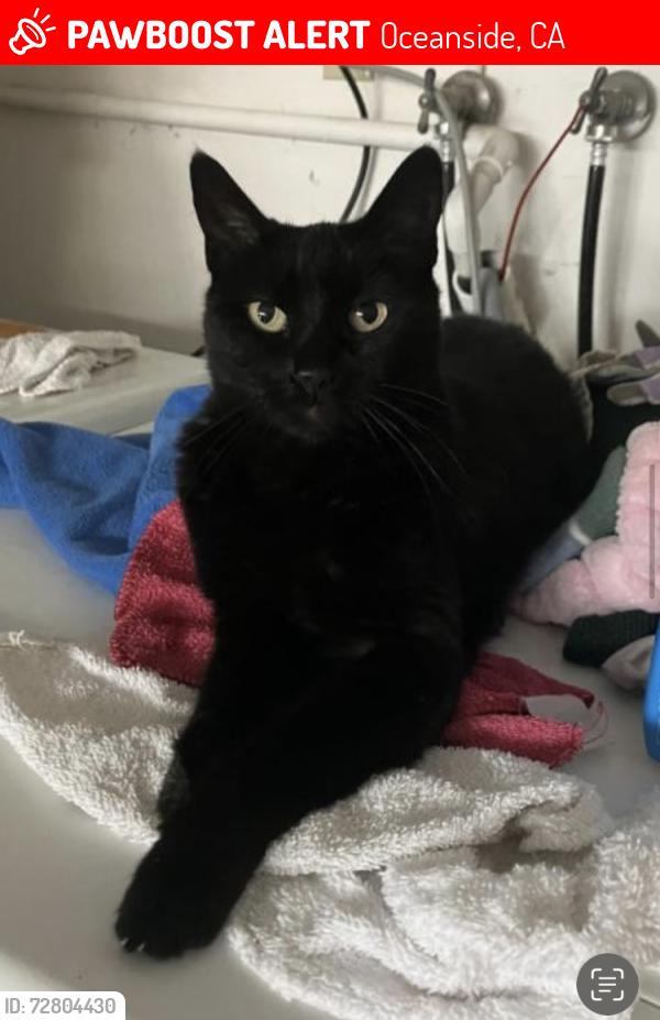 Lost Female Cat last seen Olive , Oceanside, CA 92056