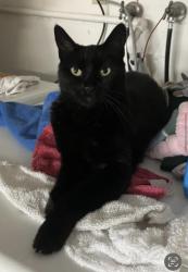Lost Female Cat last seen Olive , Oceanside, CA 92056