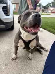 Found/Stray Male Dog last seen Birnamwood and Fern Hill, Spring, TX 77373