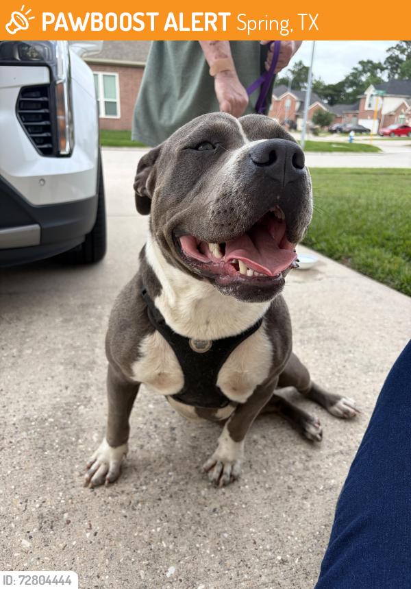 Found/Stray Male Dog last seen Birnamwood and Fern Hill, Spring, TX 77373