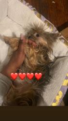 Lost Female Dog last seen Near prest, Detroit, MI 48235