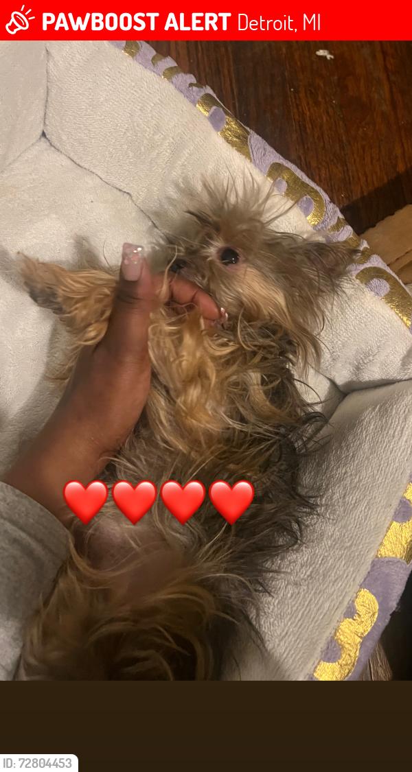 Lost Female Dog last seen Near prest, Detroit, MI 48235