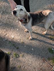 Found/Stray Female Dog last seen Big Laurel Rd & Revere Rd, Marshall, NC 28753