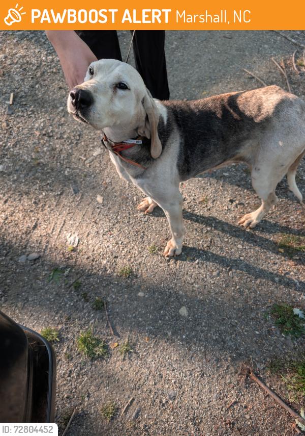 Found/Stray Female Dog last seen Big Laurel Rd & Revere Rd, Marshall, NC 28753