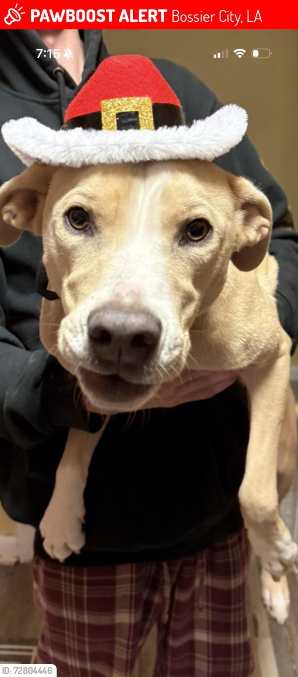 Lost Male Dog last seen Near Rosedale Place, Bossier City, LA 71111