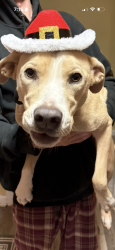 Lost Male Dog last seen Near Rosedale Place, Bossier City, LA 71111