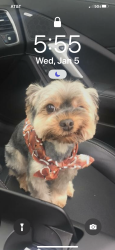 Lost Male Dog last seen Jacob’s Reserve and 1488, Conroe, TX 77384