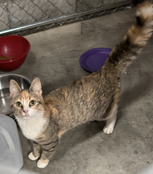 Found/Stray Female Cat last seen warner  ave se, North Industry, OH 44707