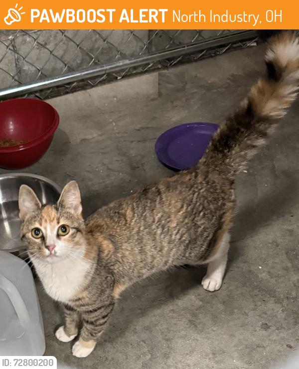 Found/Stray Female Cat last seen warner  ave se, North Industry, OH 44707