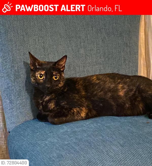 Lost Female Cat last seen Harding st and Bumby, Orlando, FL 32806