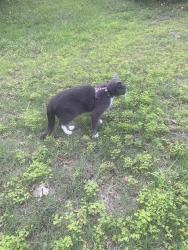 Found/Stray Unknown Cat last seen Resource Rd. , Pflugerville, TX 78660