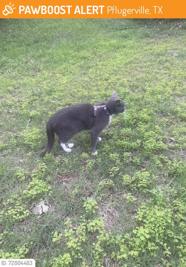 Found/Stray Unknown Cat last seen Resource Rd. , Pflugerville, TX 78660