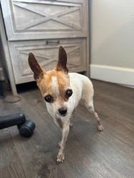 Found/Stray Female Dog last seen 18th st Van Buren, Phoenix, AZ 85034