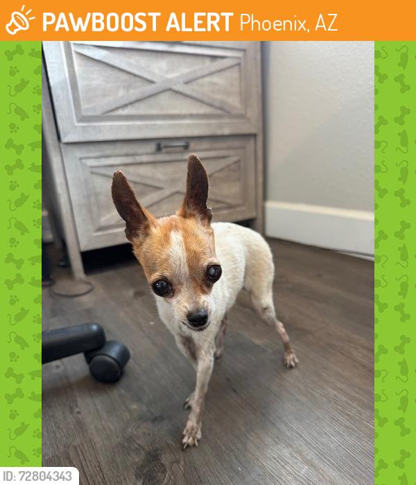 Found/Stray Female Dog last seen 18th st Van Buren, Phoenix, AZ 85034