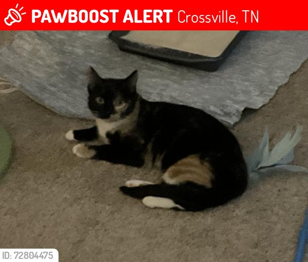 Lost Female Cat last seen Clinton Wright Lane and Taylor’s Chapel Road, Crossville, TN 38572