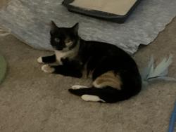 Lost Female Cat last seen Clinton Wright Lane and Taylor’s Chapel Road, Crossville, TN 38572