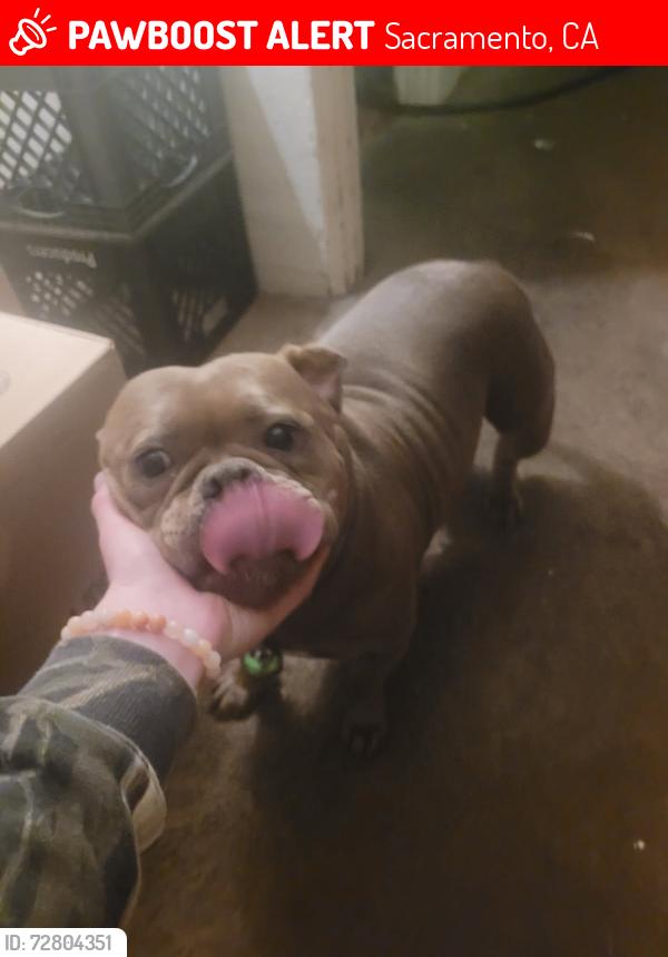 Lost Female Dog last seen Woodlake DR , Sacramento, CA 95815