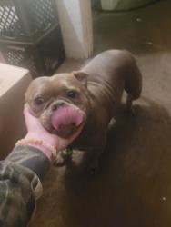 Lost Female Dog last seen Woodlake DR , Sacramento, CA 95815