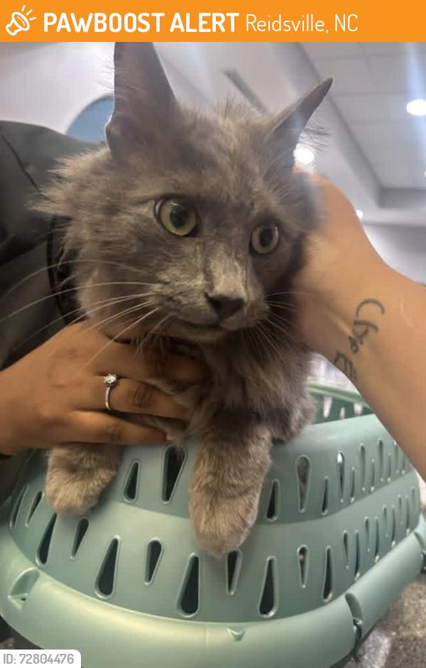Found/Stray Male Cat last seen Woodland Heights apmts near food lion , Reidsville, NC 27320