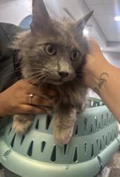 Found/Stray Male Cat last seen Woodland Heights apmts near food lion , Reidsville, NC 27320