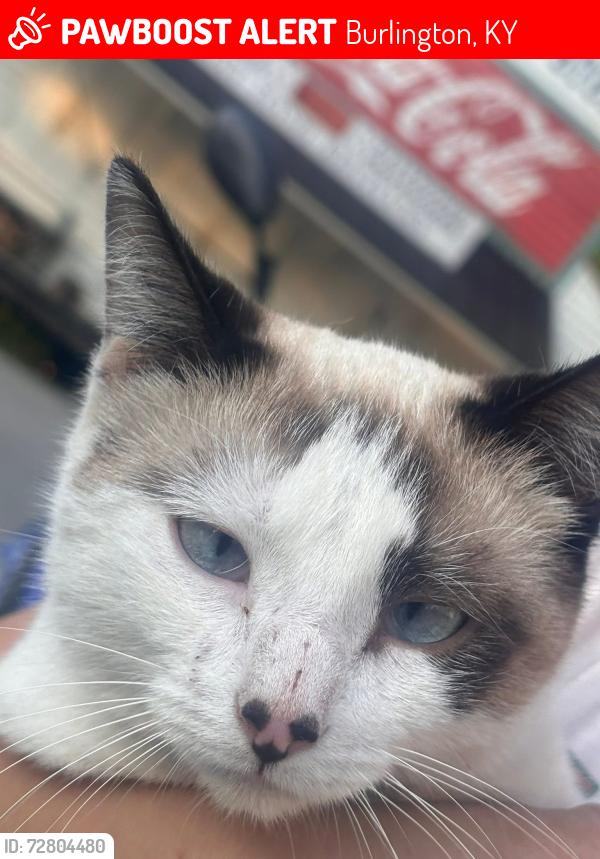 Lost Female Cat last seen Near Lower River Road,Burlington ,KY 41005, Burlington, KY 41005