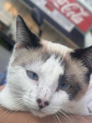 Lost Female Cat last seen Near Lower River Road,Burlington ,KY 41005, Burlington, KY 41005