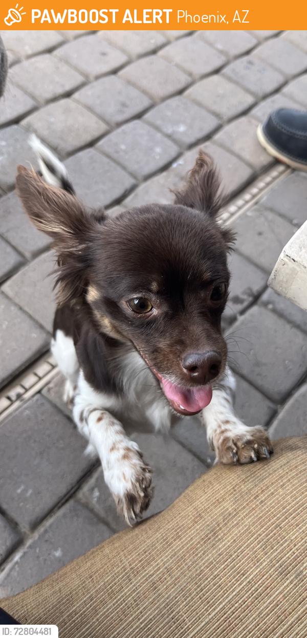 Found/Stray Female Dog last seen N 67th ave , Phoenix, AZ 85035