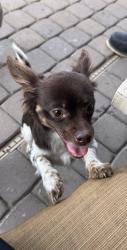 Found/Stray Female Dog last seen N 67th ave , Phoenix, AZ 85035