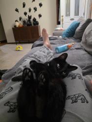 Lost Male Cat last seen Mellie ln near 131 and udf, Milford, OH 45150