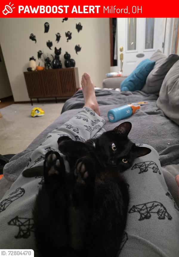 Lost Male Cat last seen Mellie ln near 131 and udf, Milford, OH 45150