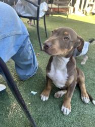 Found/Stray Male Dog last seen 3rd street and Frank J. Valdovino , Mecca, CA 92254