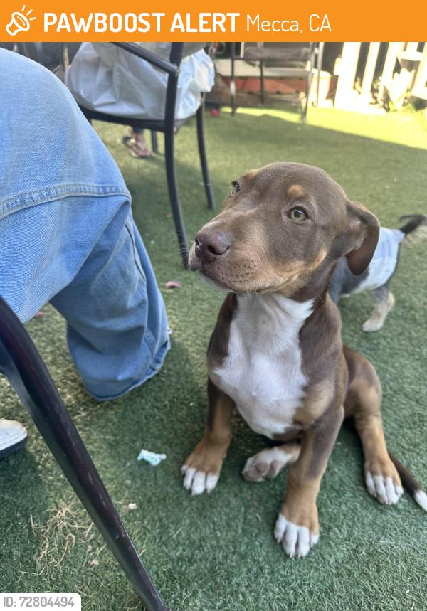 Found/Stray Male Dog last seen 3rd street and Frank J. Valdovino , Mecca, CA 92254